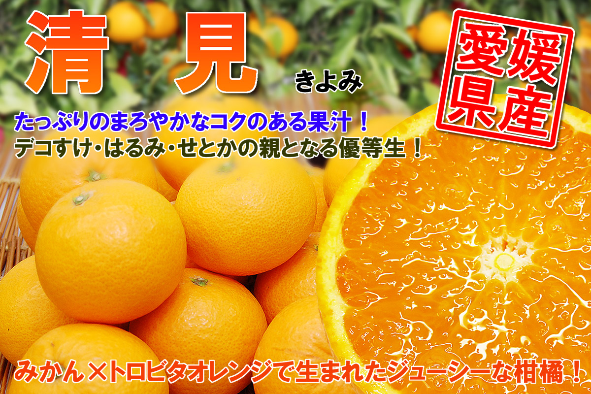 愛媛だいすけ果樹園　清見